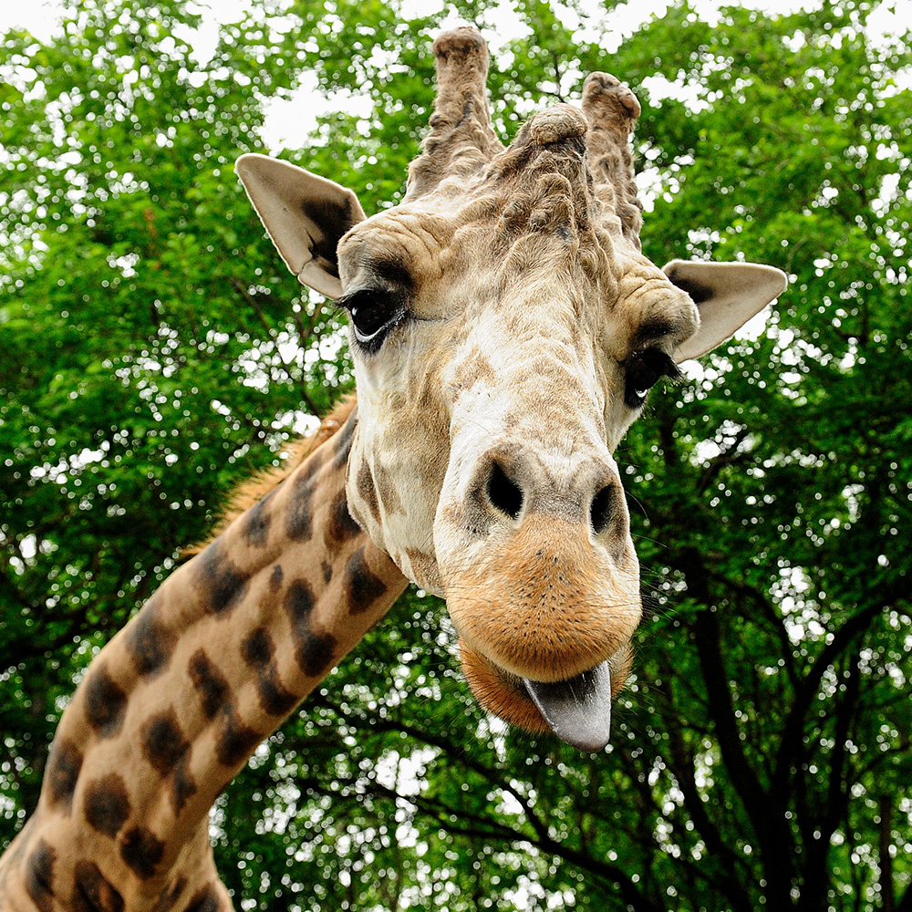 Giraffe