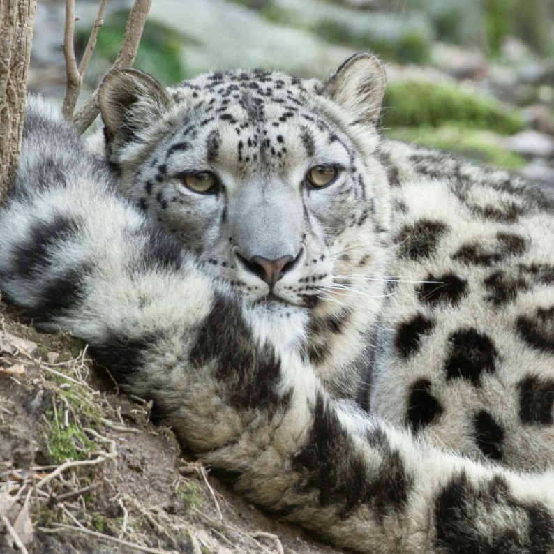 Snow Leopard