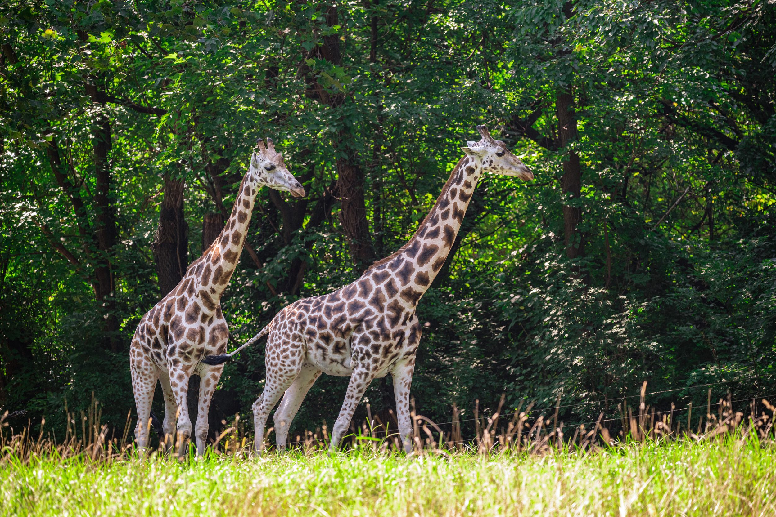Giraffes Walking Outdoors